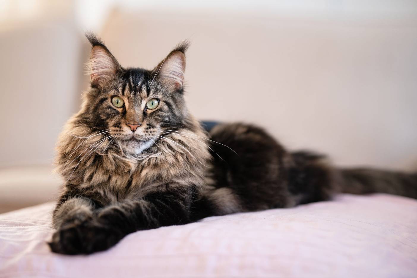 Are Maine Coons Hypoallergenic