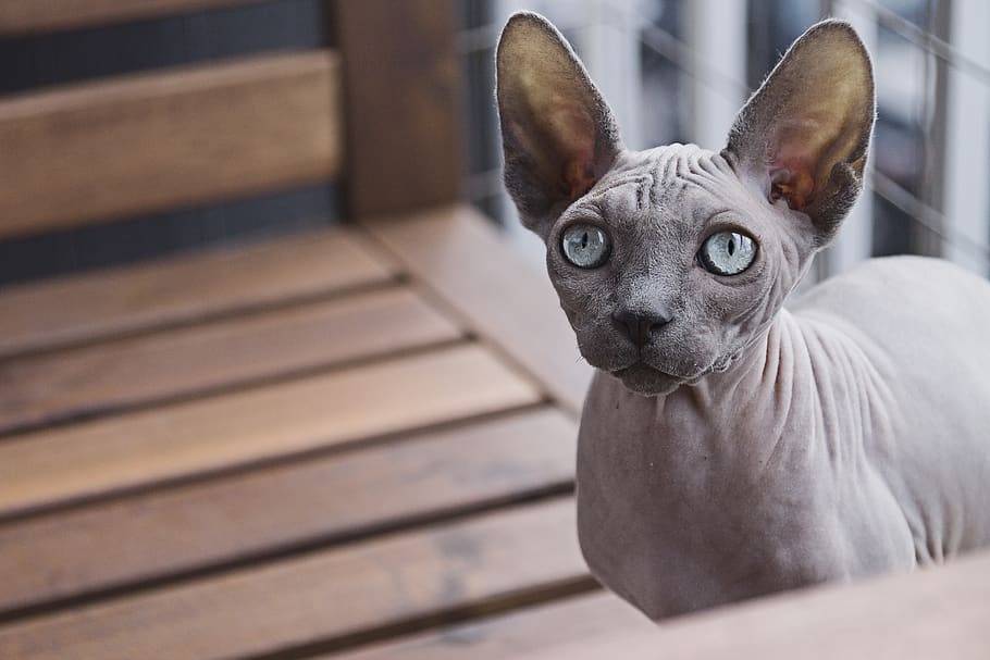 Do Sphynx Cats Like Water
