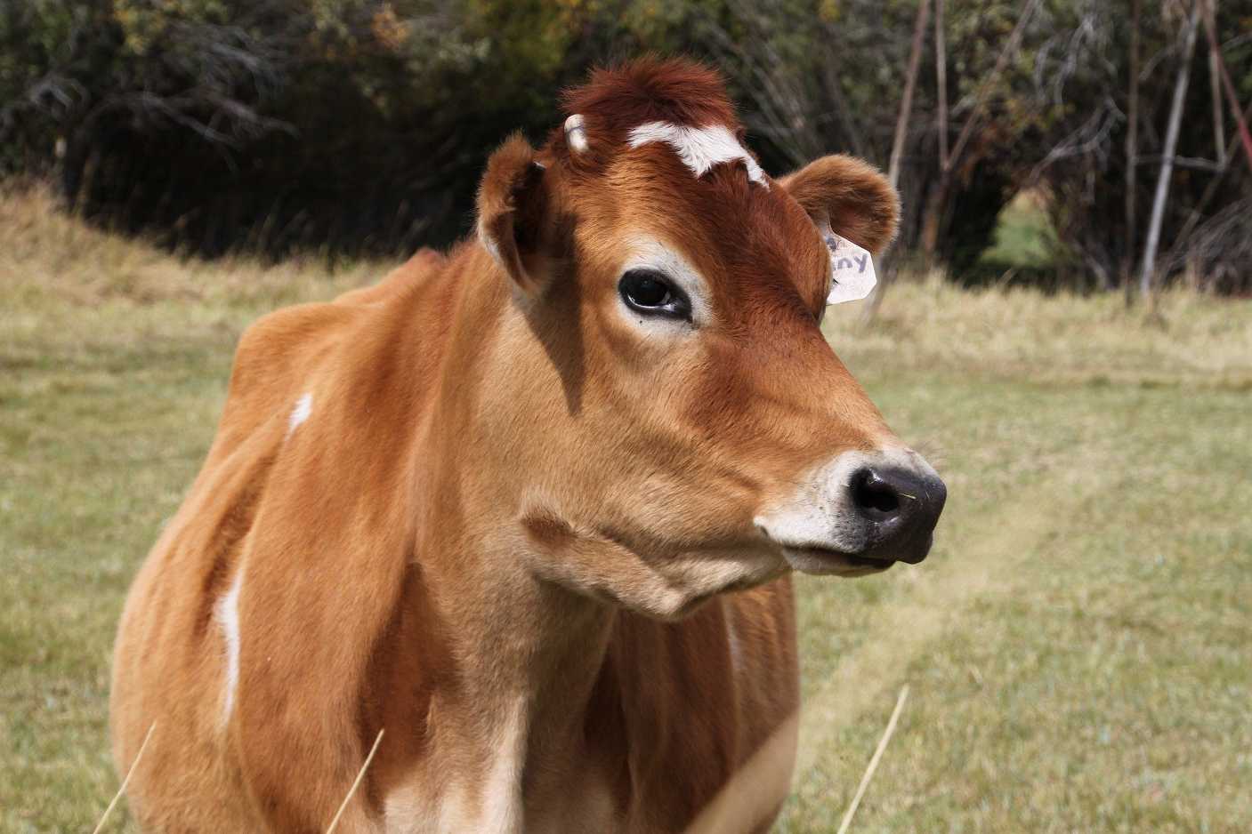 Are Cows Good Pets