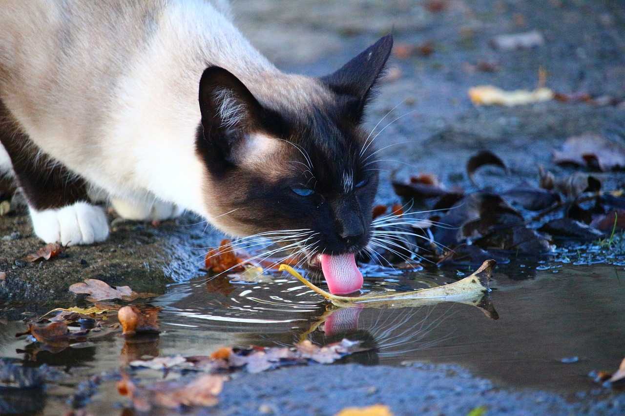 Do Siamese Cats Like Water