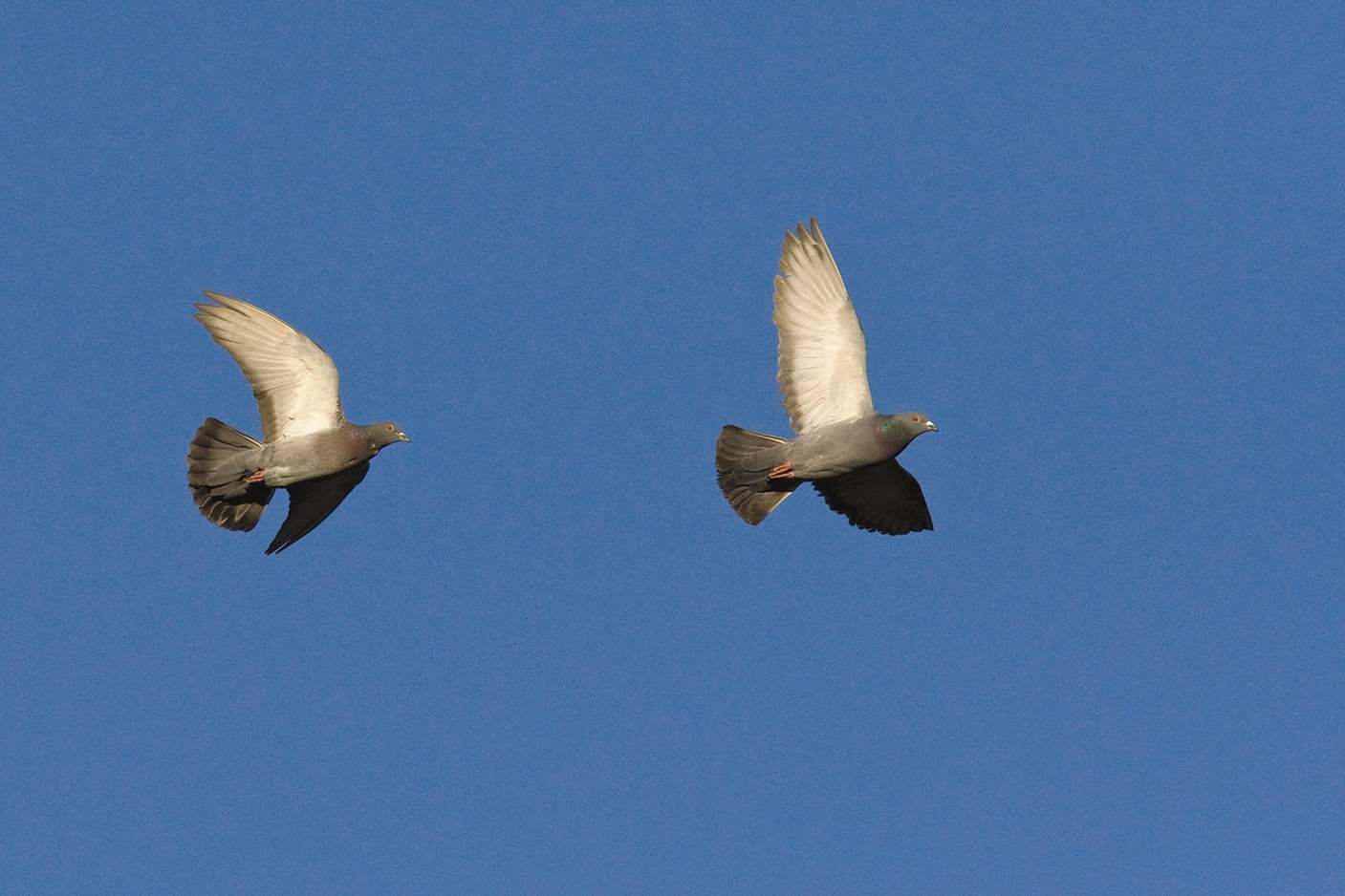 Do Doves Travel In Pairs