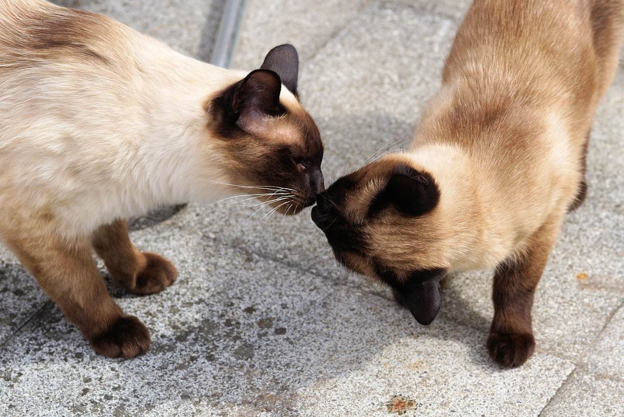Are Siamese Cats Friendly
