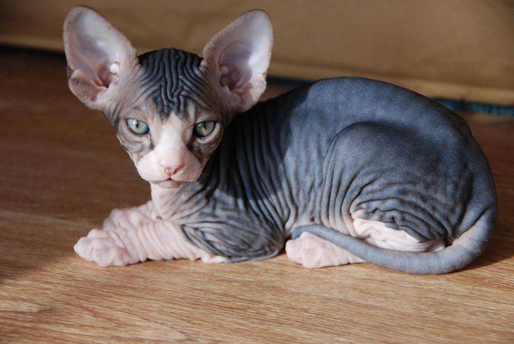 Can Sphynx Cats Go Outside
