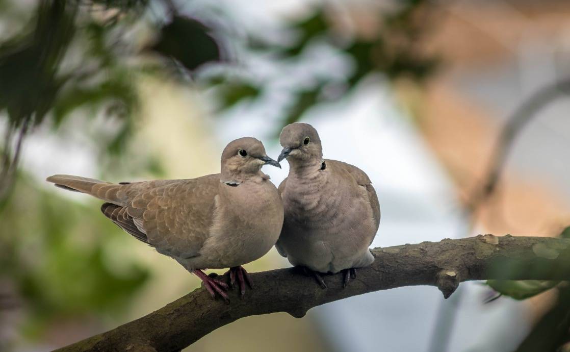 Do Doves Travel In Pairs