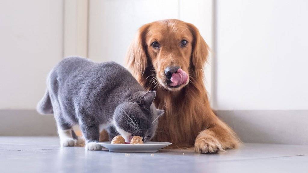 Is It Bad For Dogs To Eat Cat Food