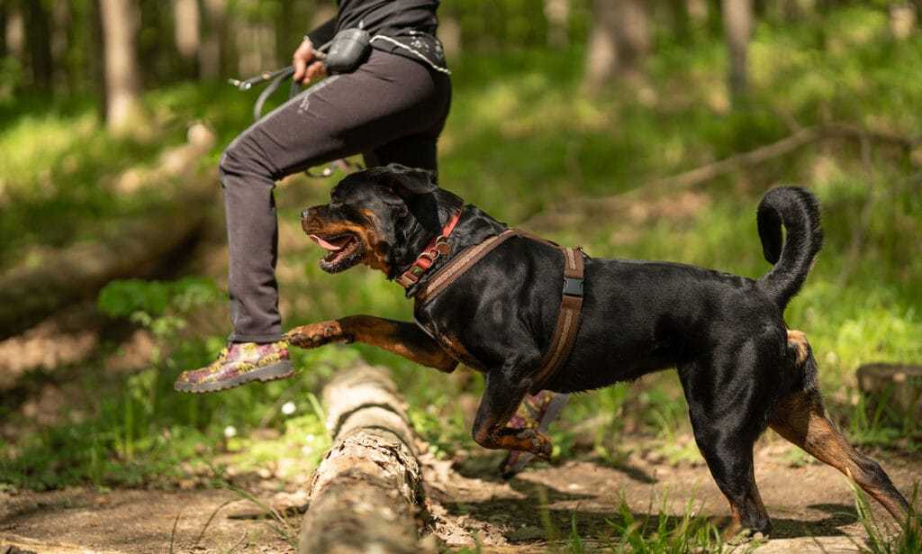 Are Rottweilers Good Hiking Dogs 