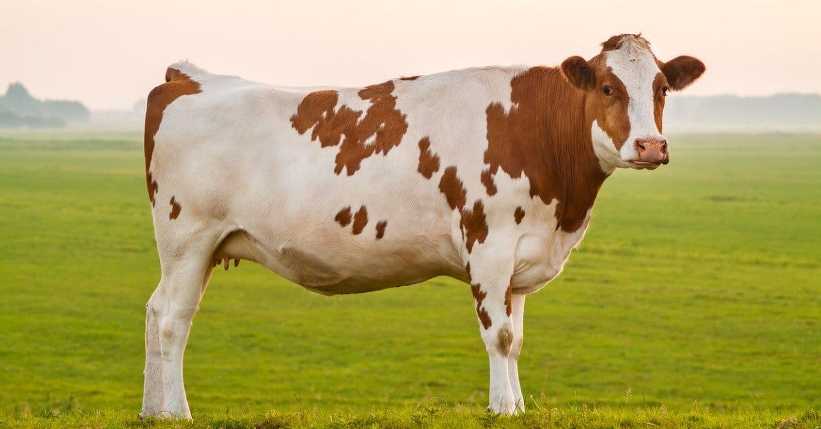 What Is A Female Cow Called
