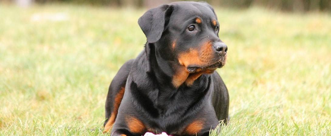 Are Rottweilers Bully Breeds