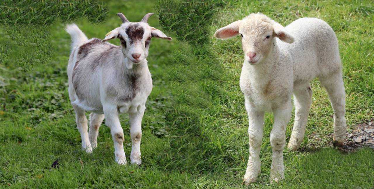 What's The Difference Between A Lamb And A Goat