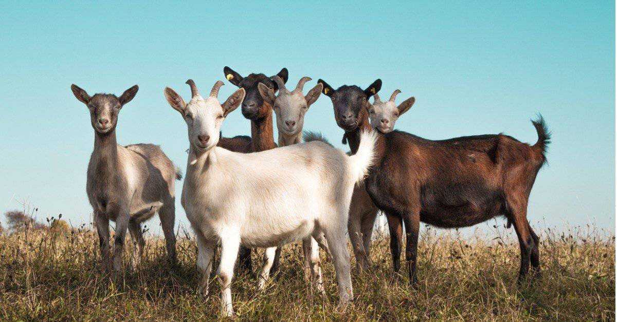 Where Do Goats Live